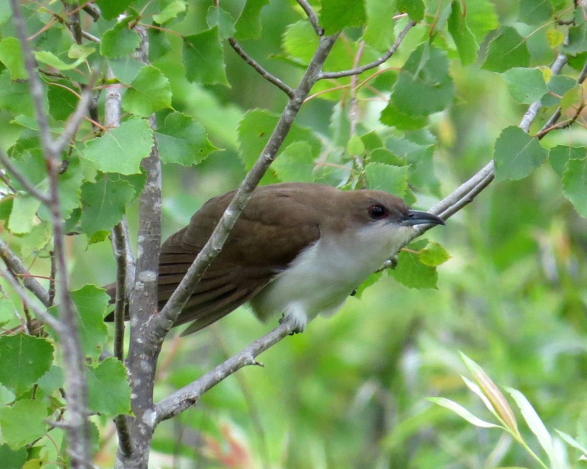 Black-billed Cuckoo - ML620306947