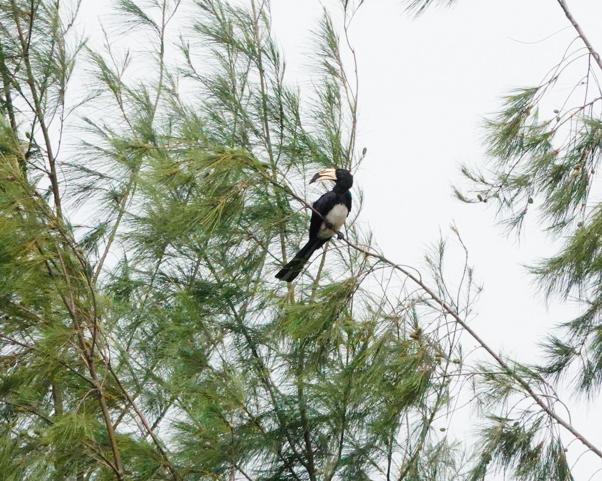 Piping Hornbill - ML620306959