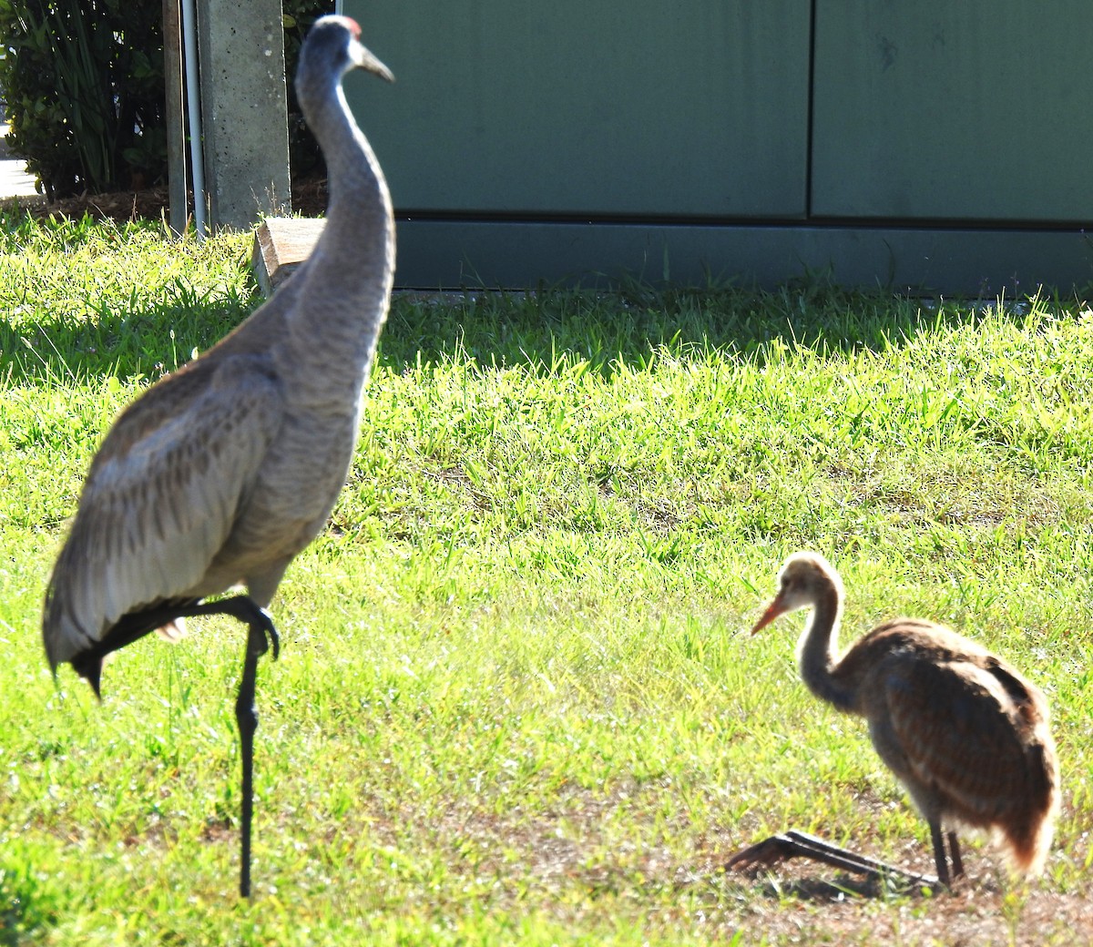 Sandhill Crane - ML620306964