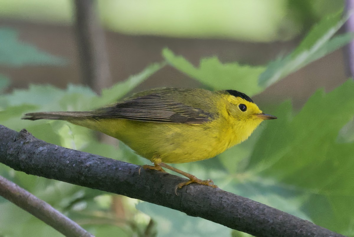 Wilson's Warbler - ML620306965