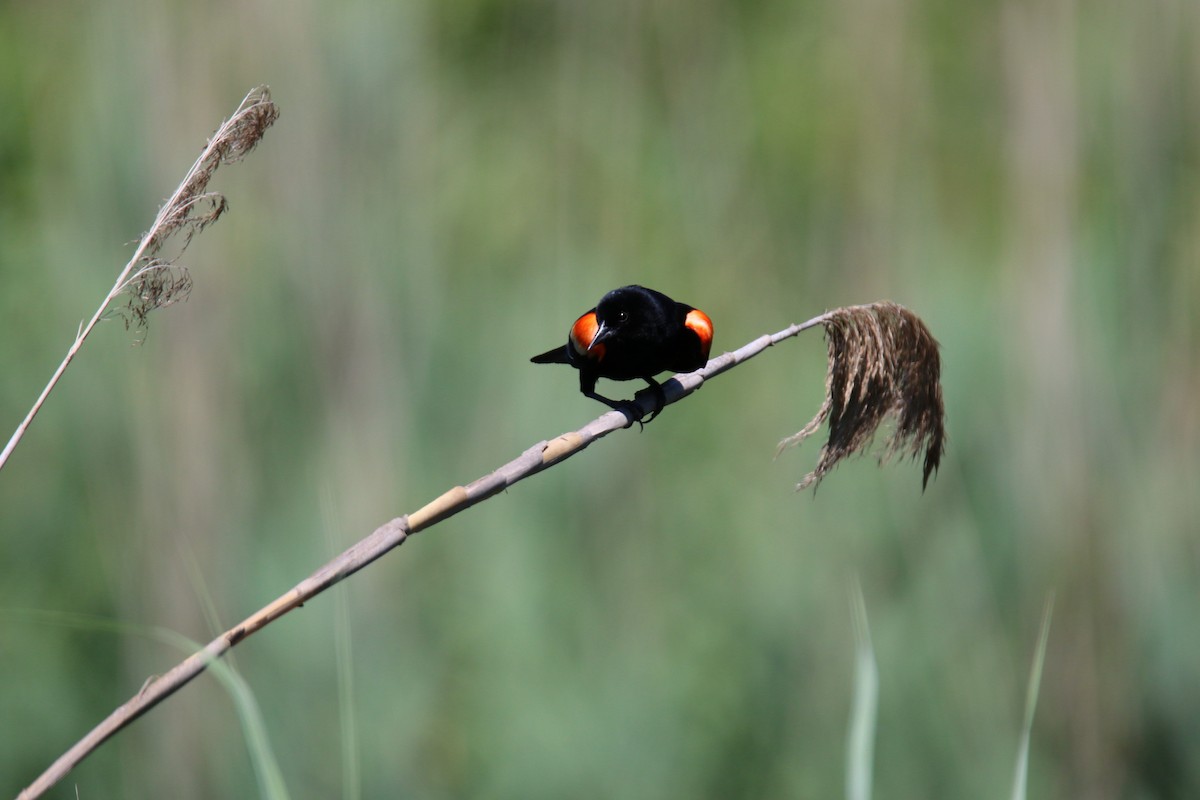 Red-winged Blackbird - Mike Phillips