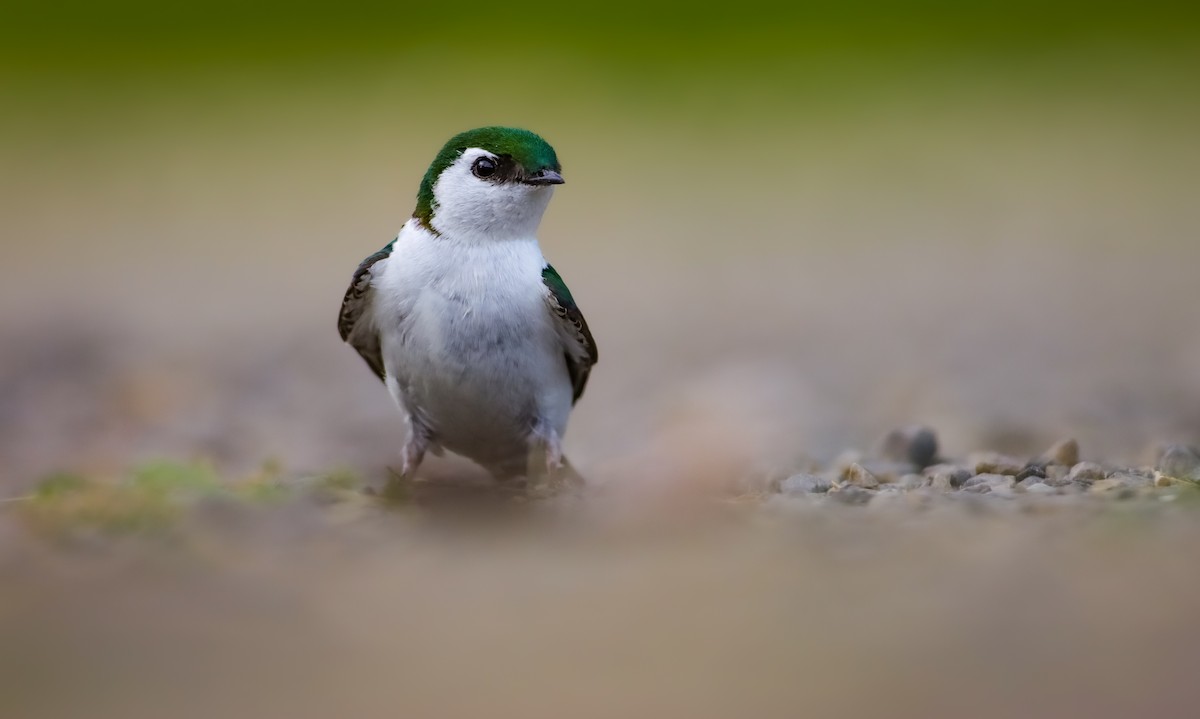 Violet-green Swallow - ML620306972