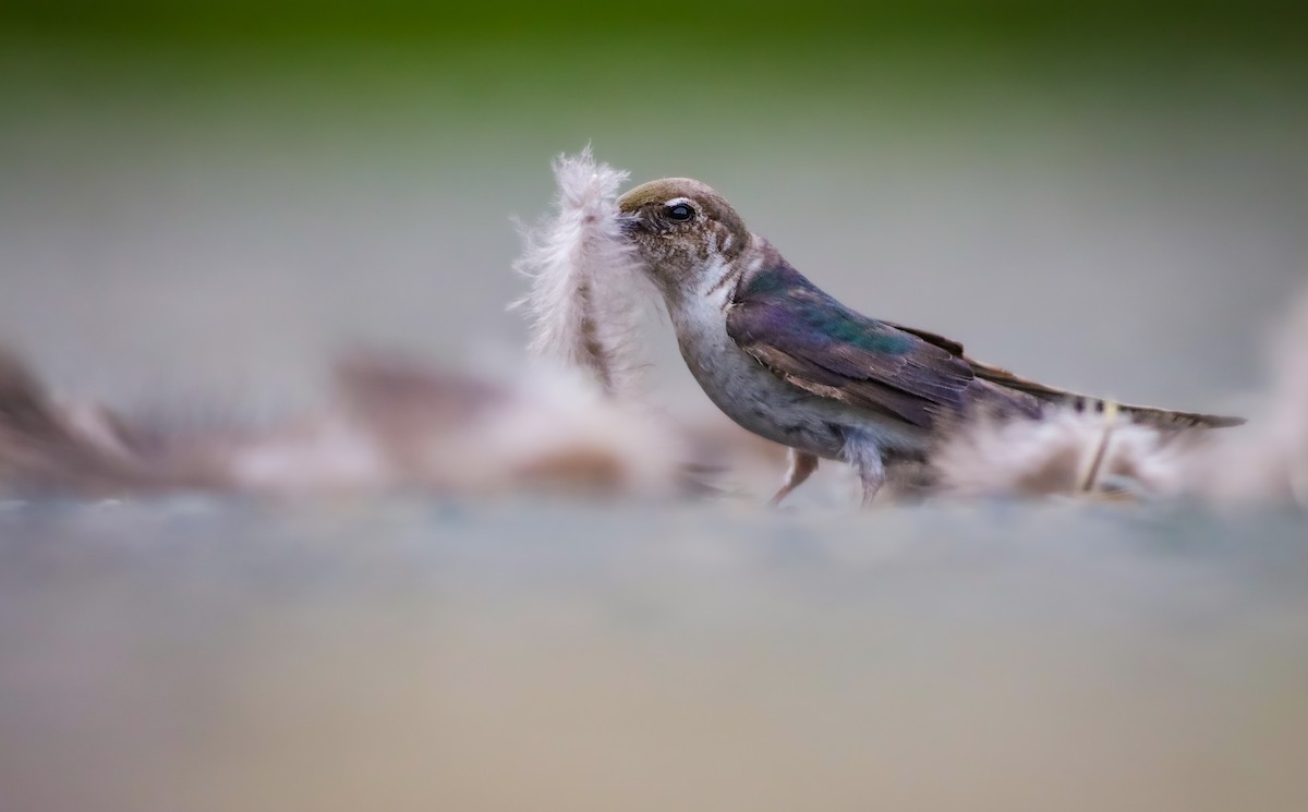 Violet-green Swallow - ML620306973