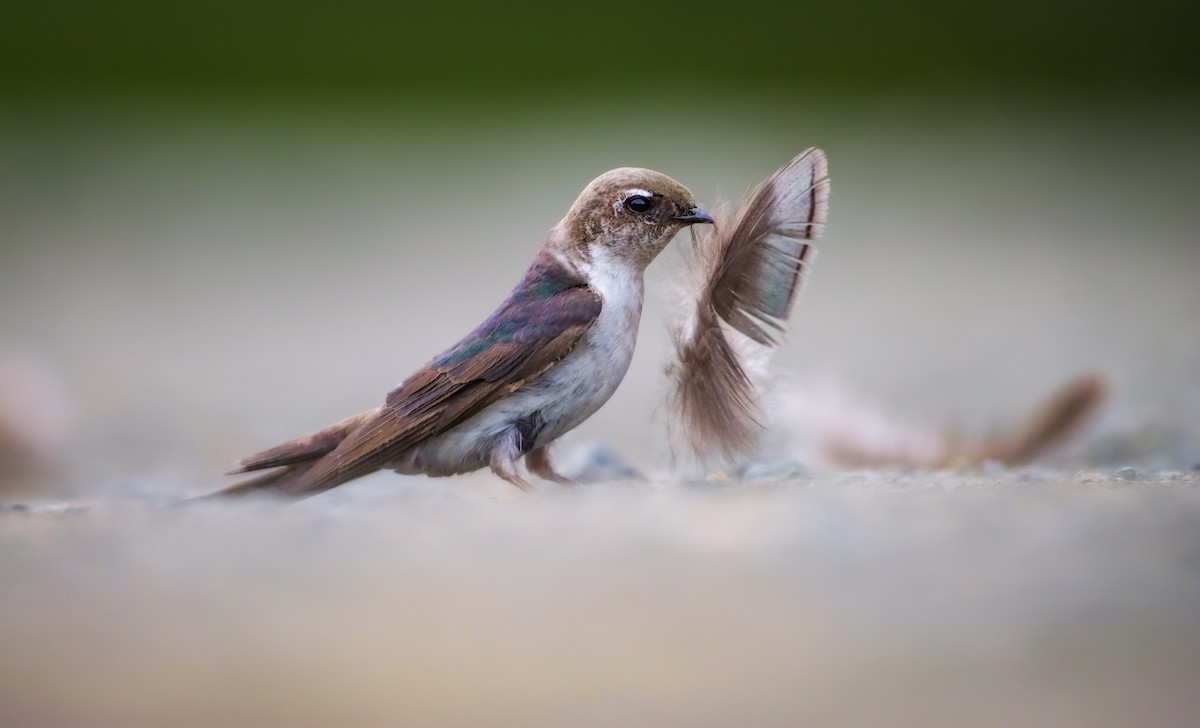 Violet-green Swallow - ML620306975