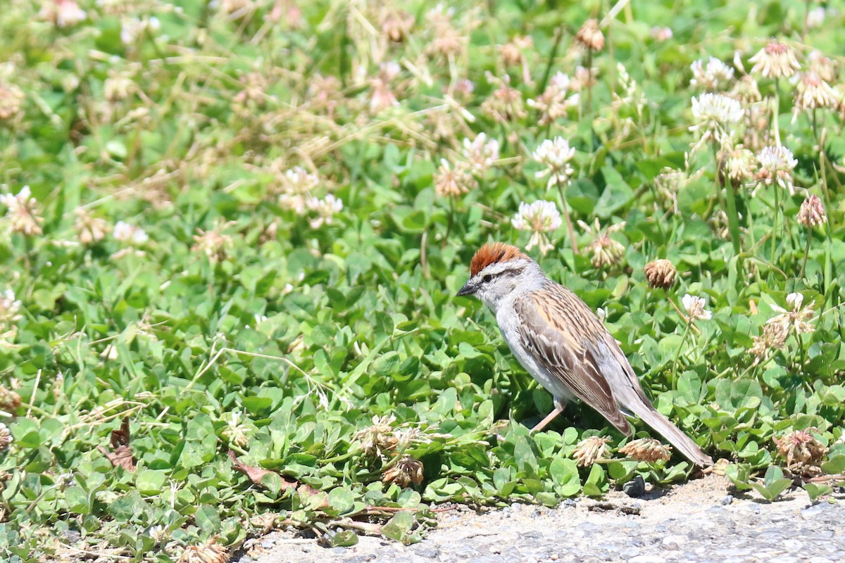 Chipping Sparrow - ML620306976