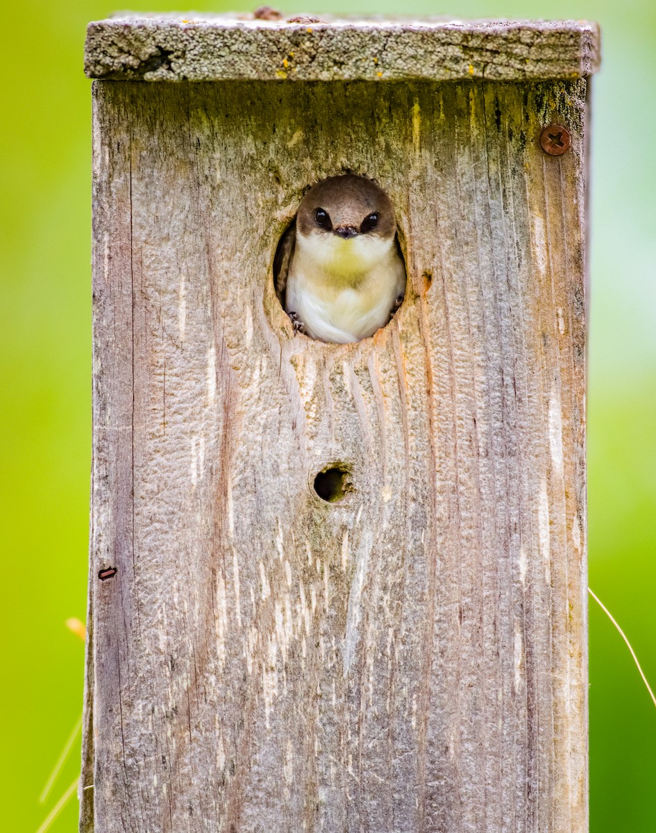 Tree Swallow - ML620306981