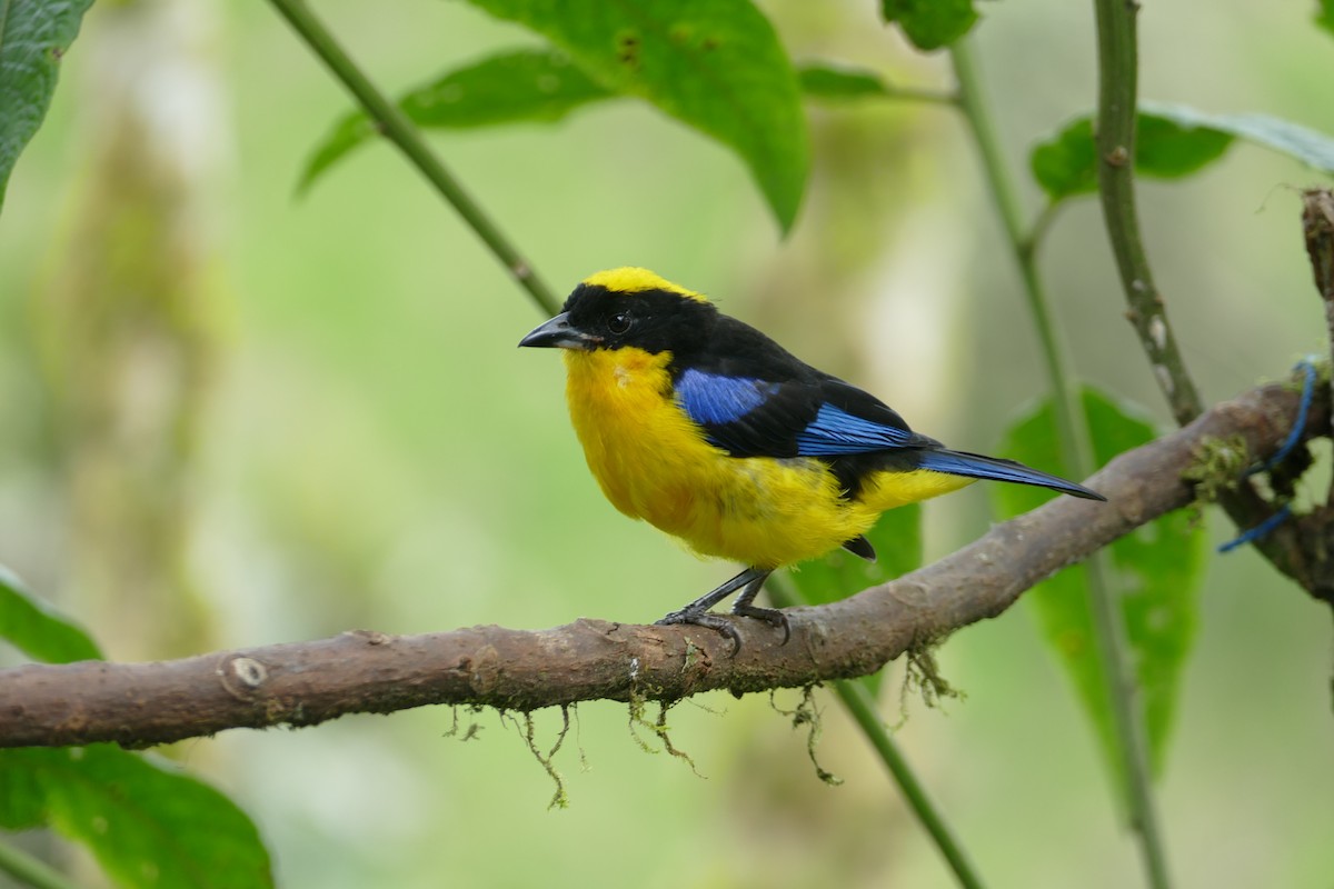Blue-winged Mountain Tanager - ML620306983