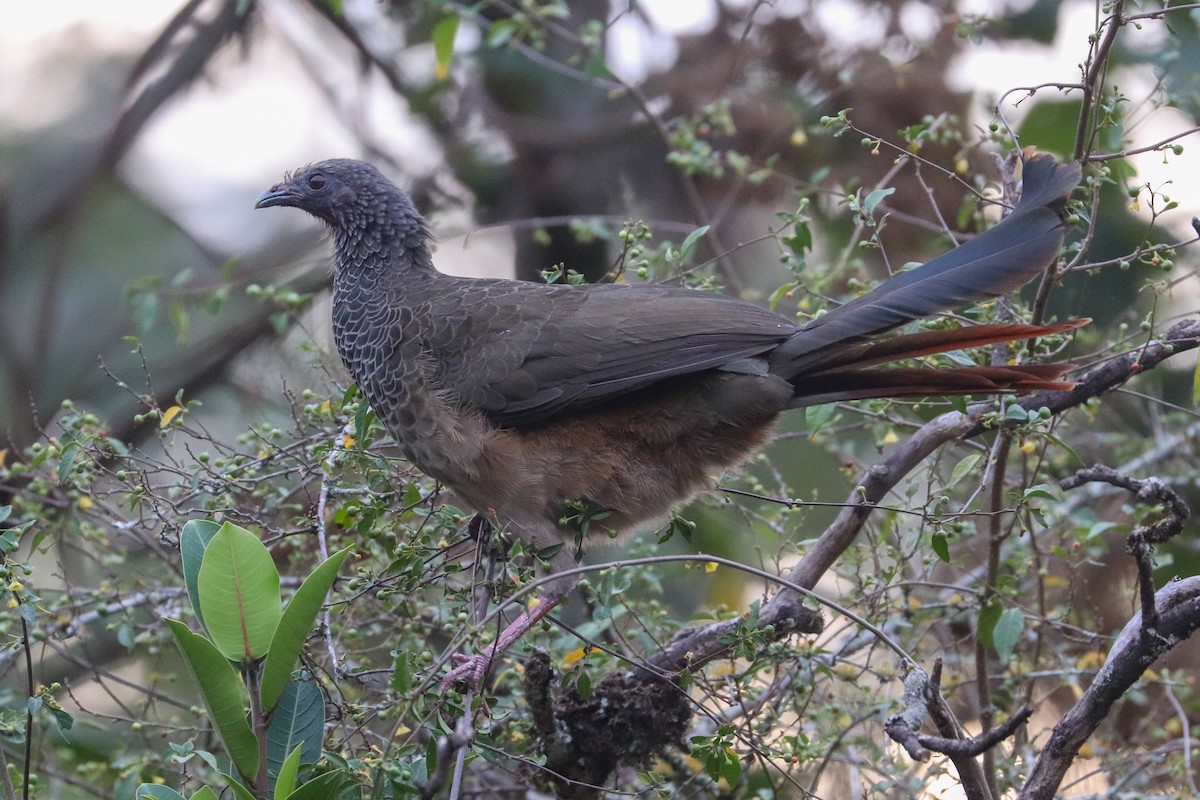 Colombian Chachalaca - ML620306996