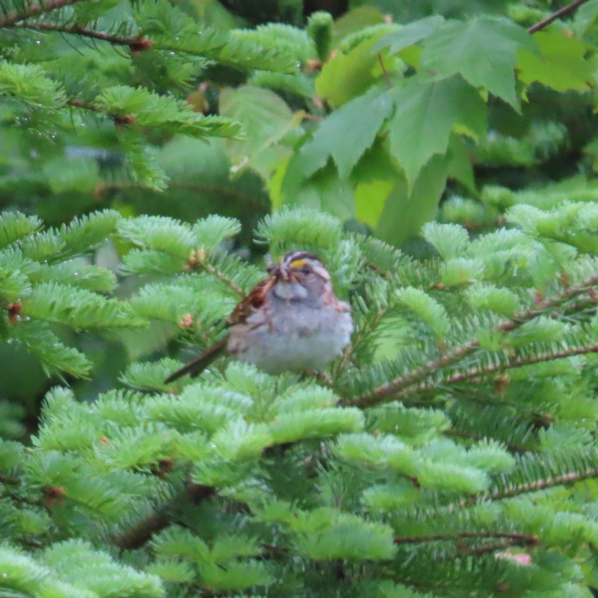 White-throated Sparrow - ML620307000