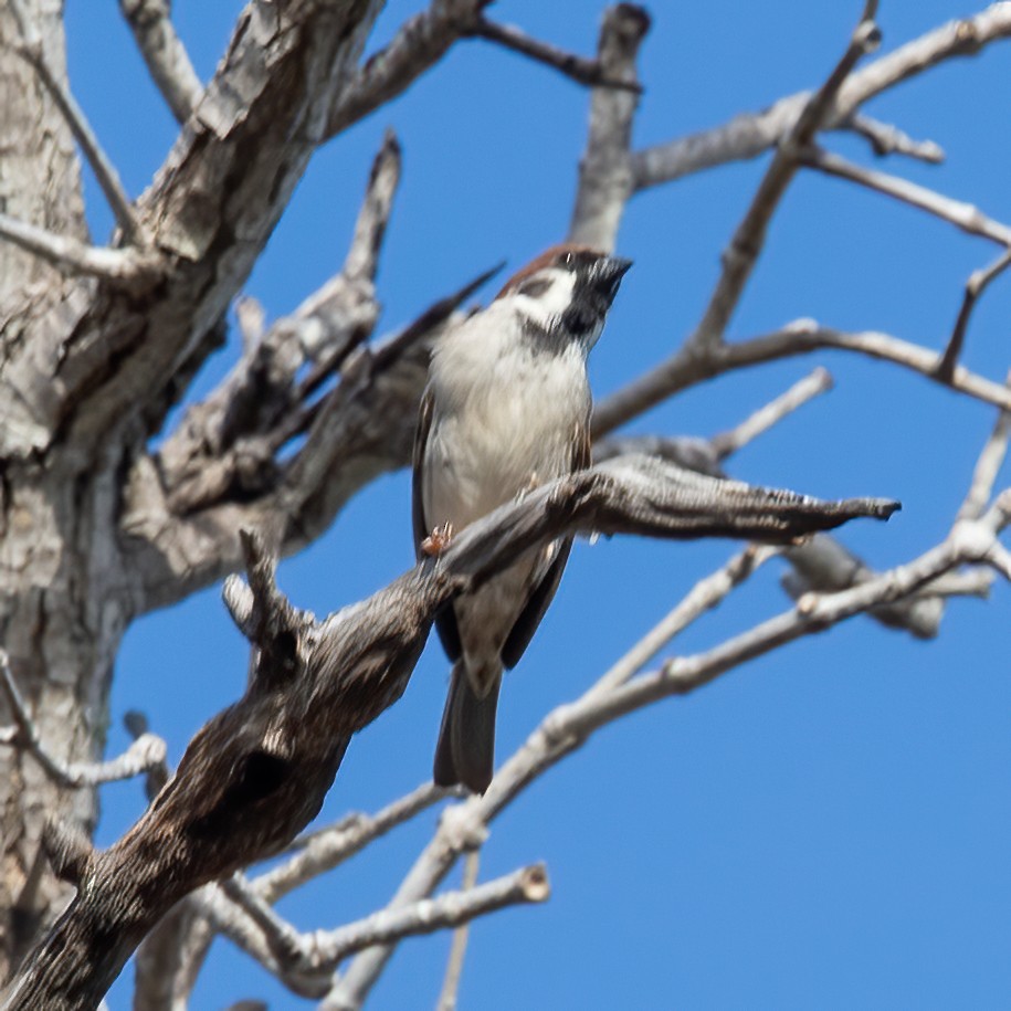 Eurasian Tree Sparrow - ML620307003