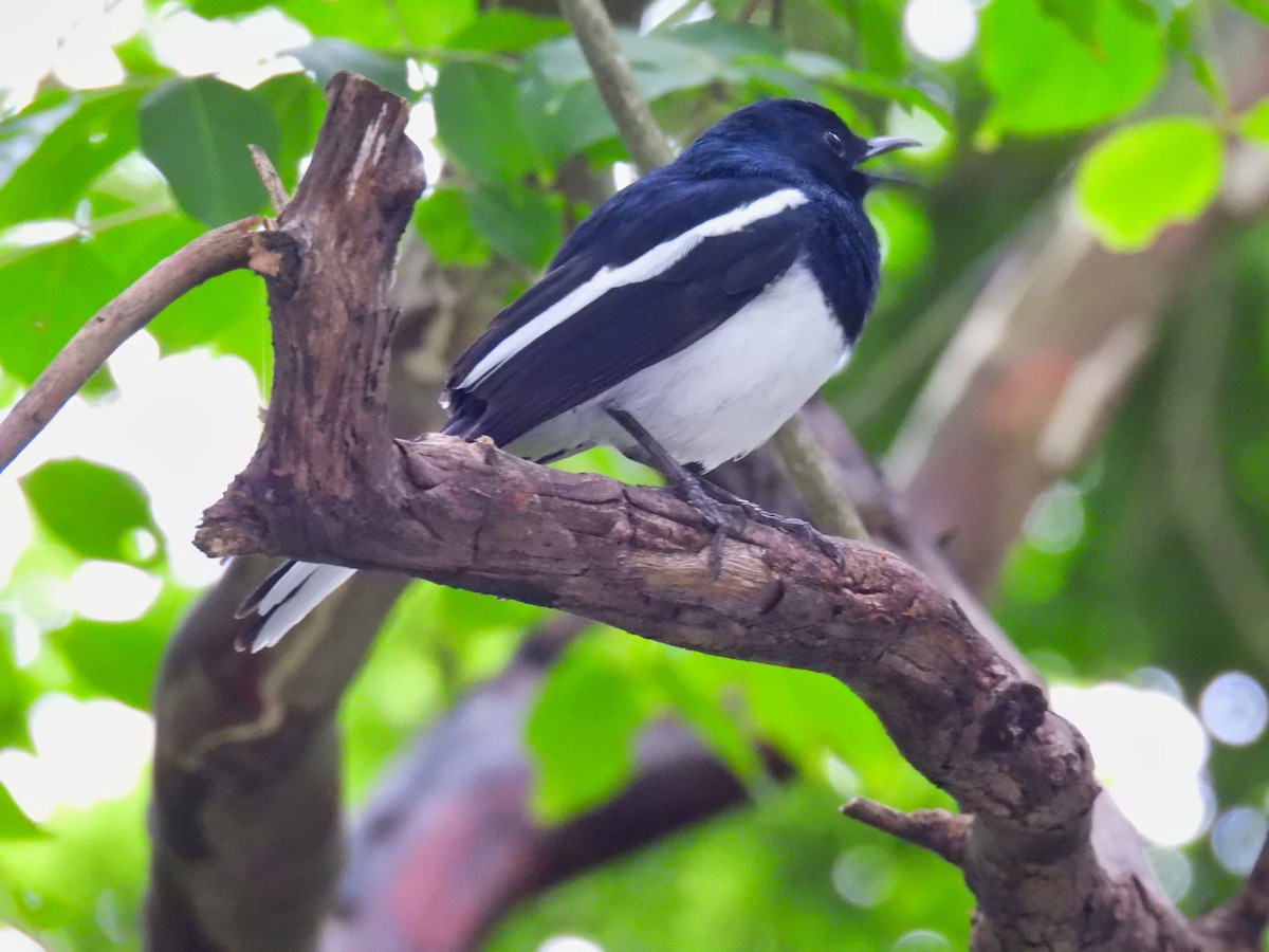 Oriental Magpie-Robin - ML620307005