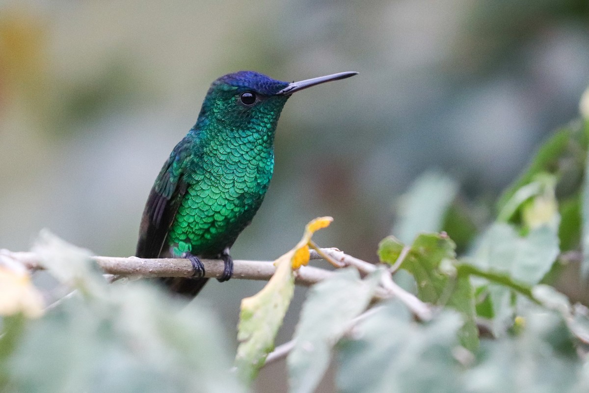 Indigo-capped Hummingbird - ML620307009