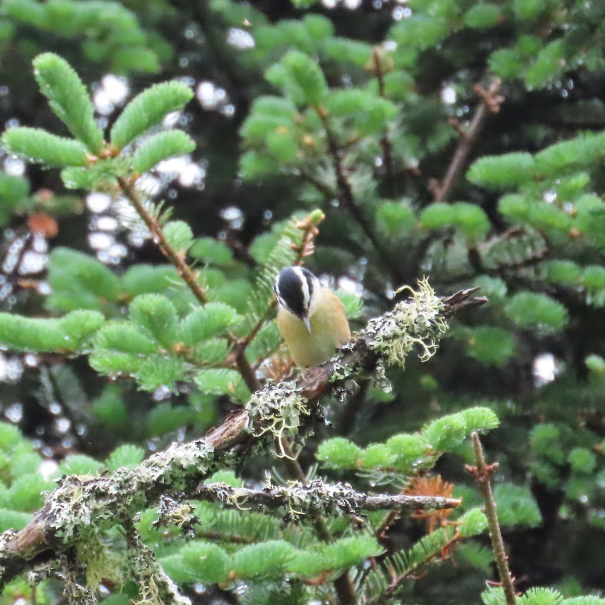 Red-breasted Nuthatch - ML620307013