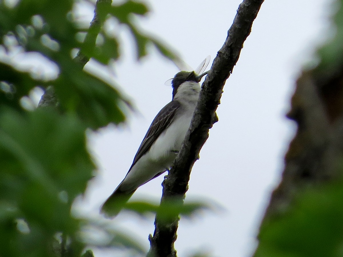 Eastern Kingbird - ML620307016