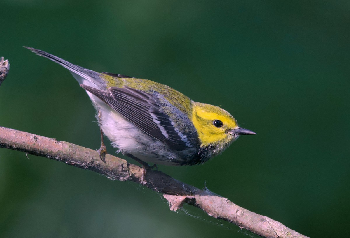 Black-throated Green Warbler - ML620307017