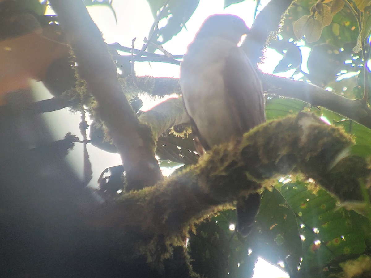 Bicolored Hawk - Old Sam Peabody