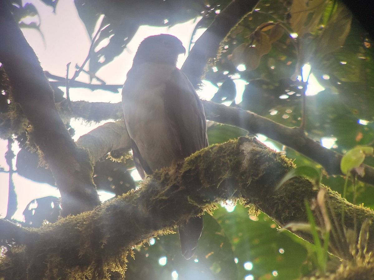 Bicolored Hawk - ML620307024