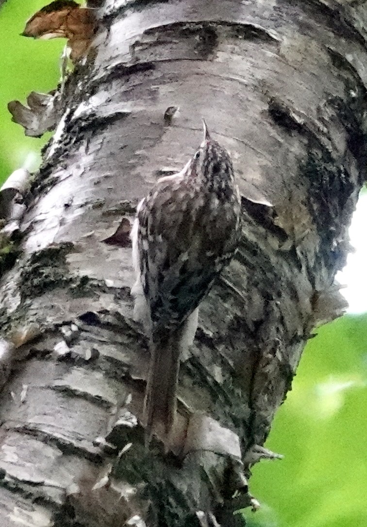 Brown Creeper - ML620307025