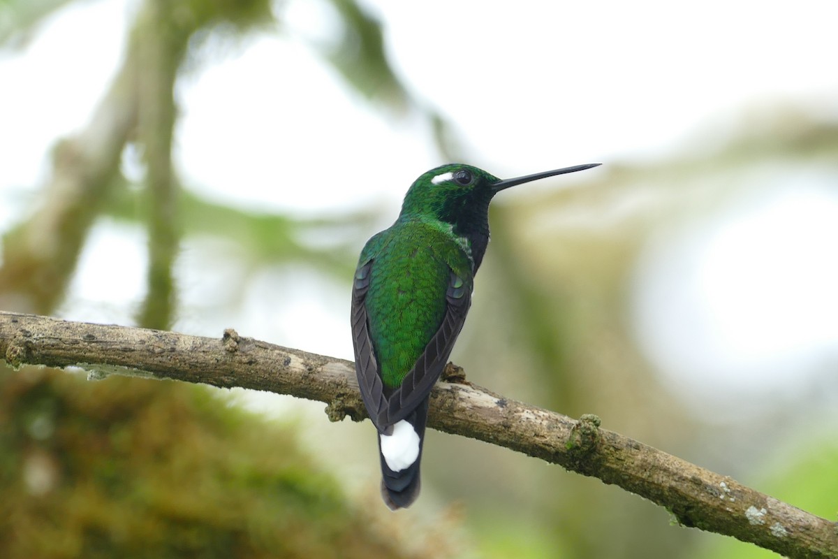 Colibrí Puntiblanco Occidental - ML620307032