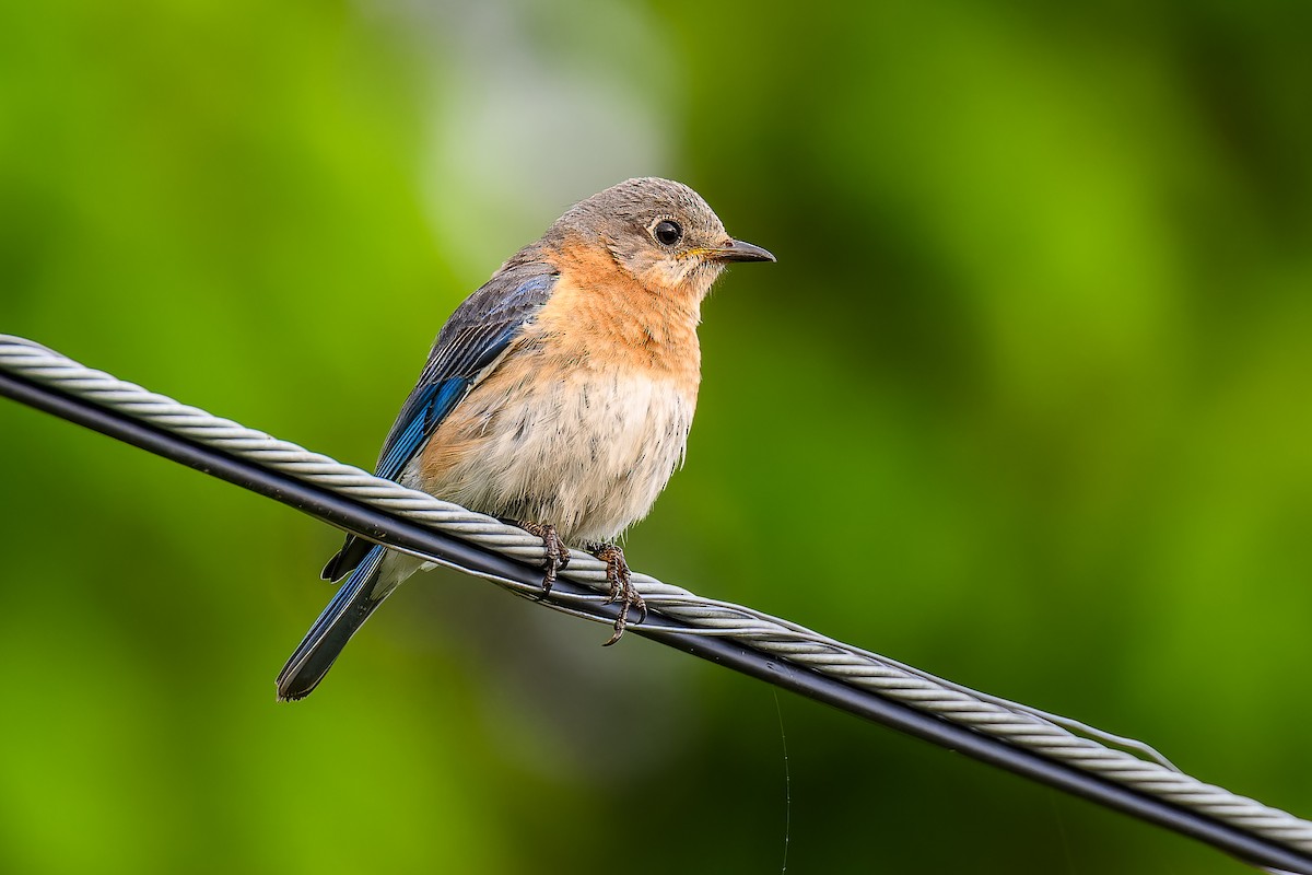 Eastern Bluebird - ML620307033