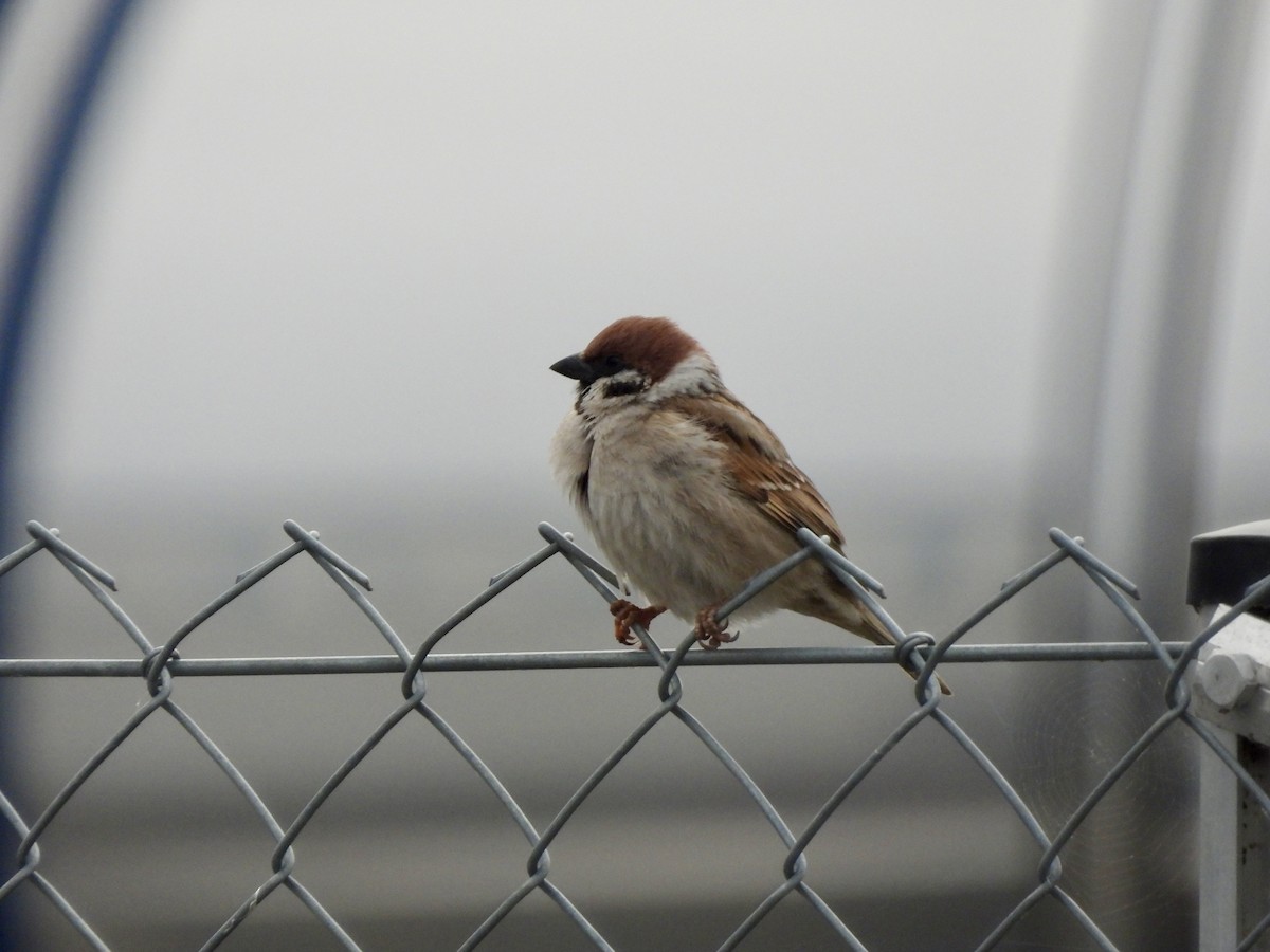 Eurasian Tree Sparrow - ML620307036