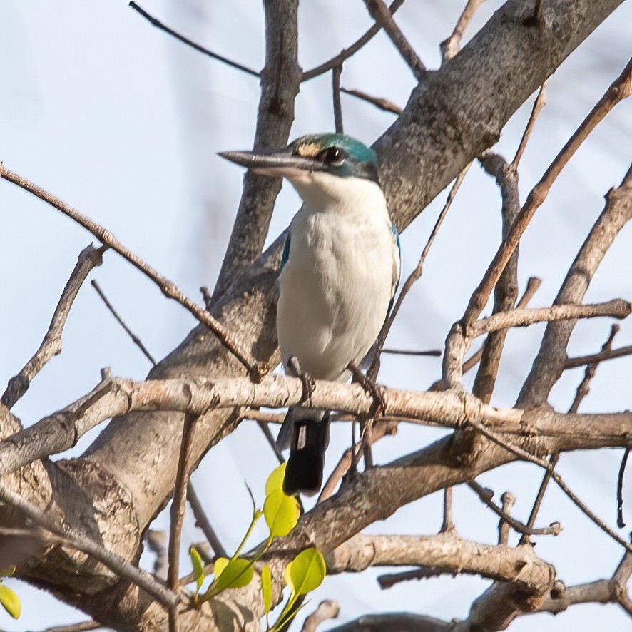 Collared Kingfisher - ML620307038