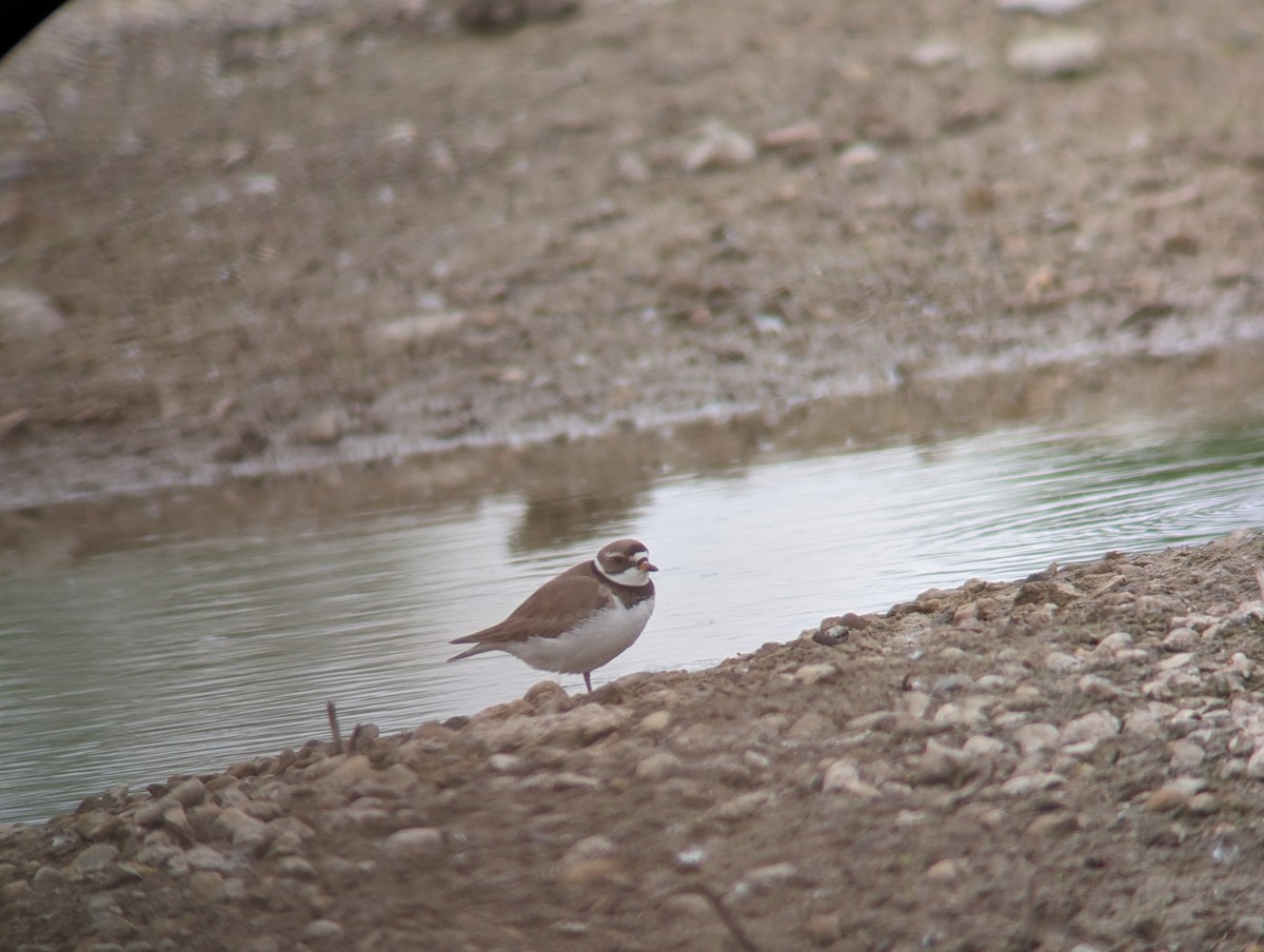 Semipalmated Plover - ML620307044
