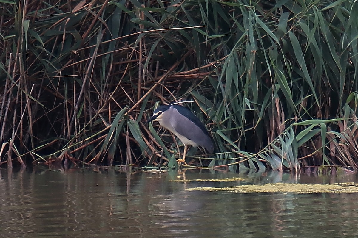 Black-crowned Night Heron - ML620307046