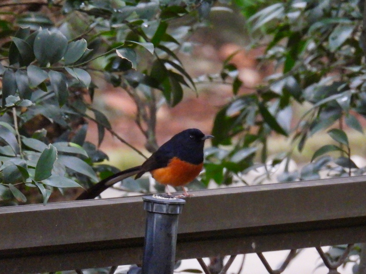 White-rumped Shama - ML620307047