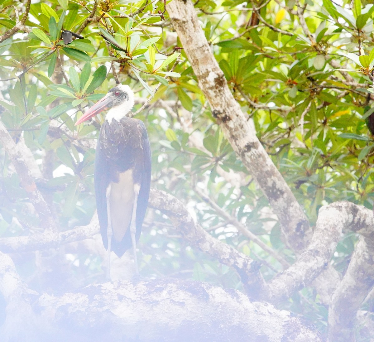 African Woolly-necked Stork - ML620307055
