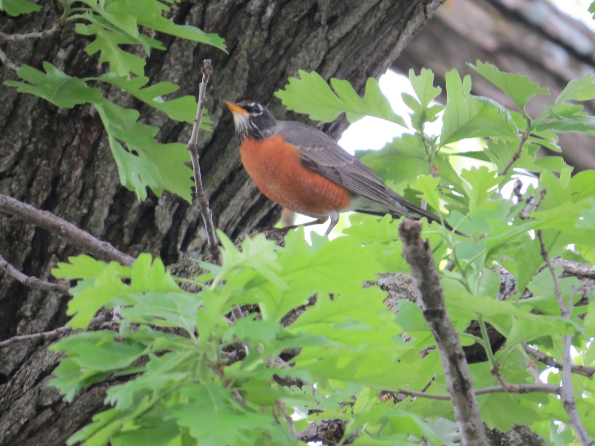 American Robin - ML620307063