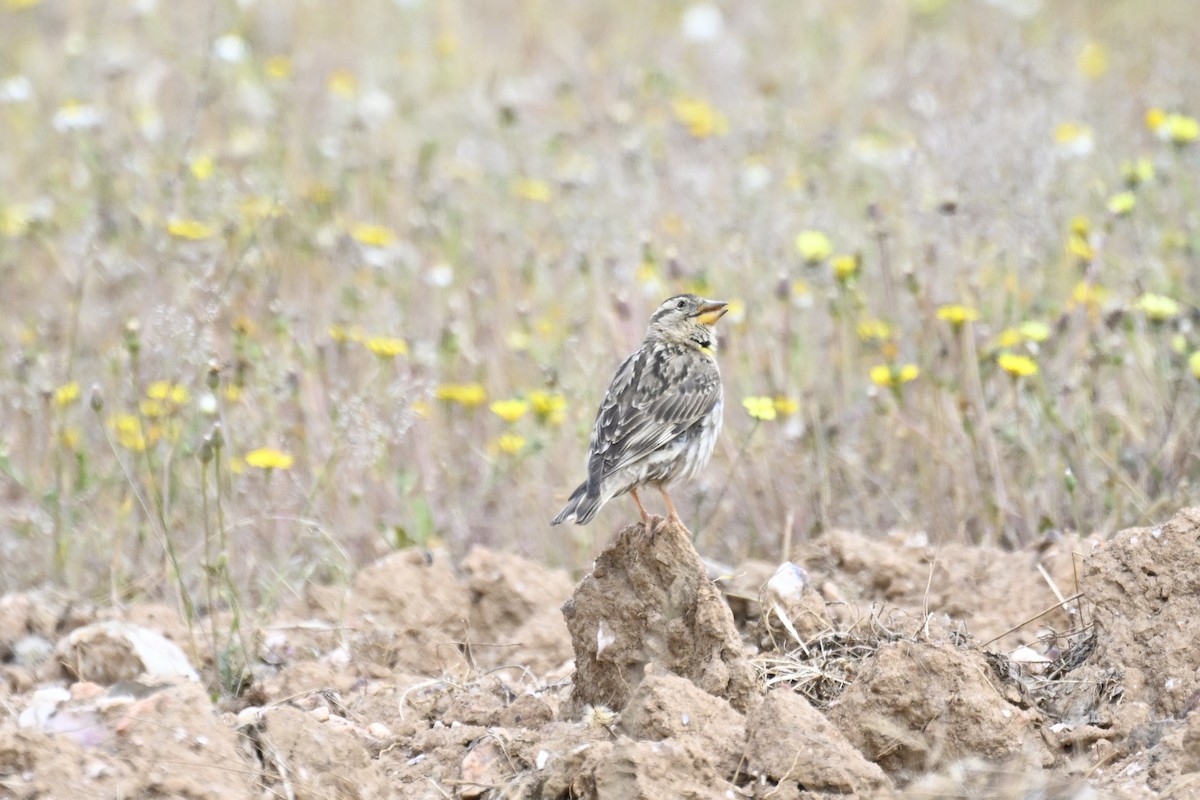 Rock Sparrow - ML620307066