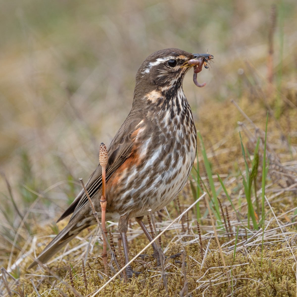 Redwing - ML620307068