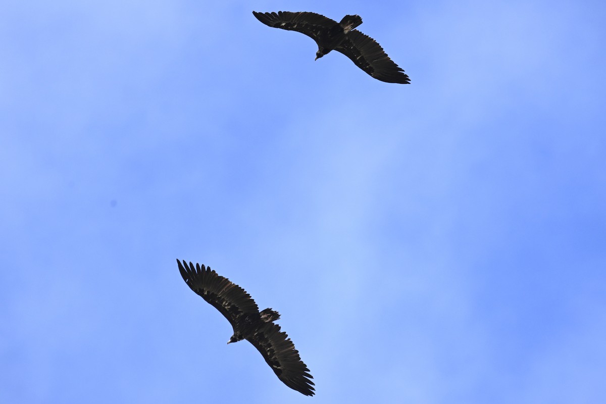 Cinereous Vulture - ML620307070