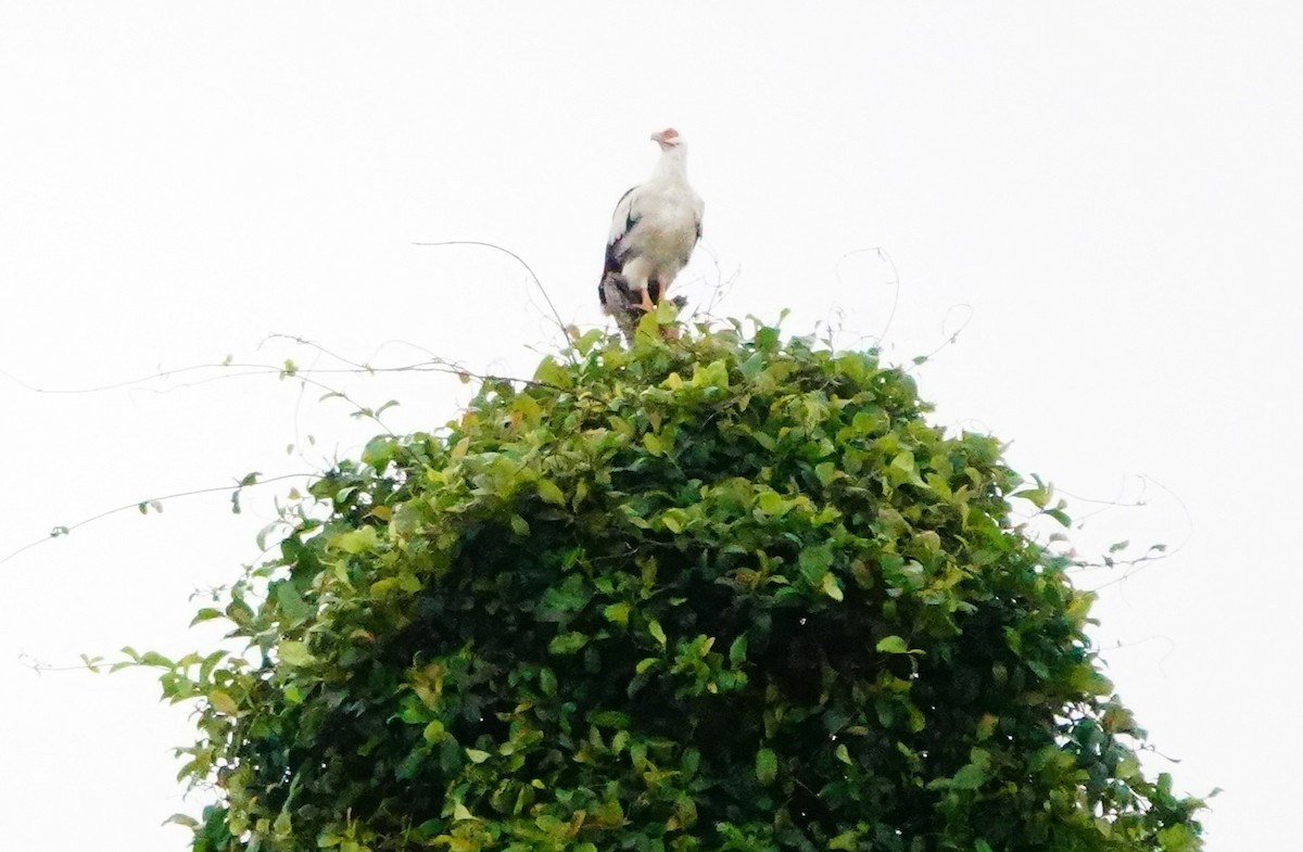 Palm-nut Vulture - ML620307071