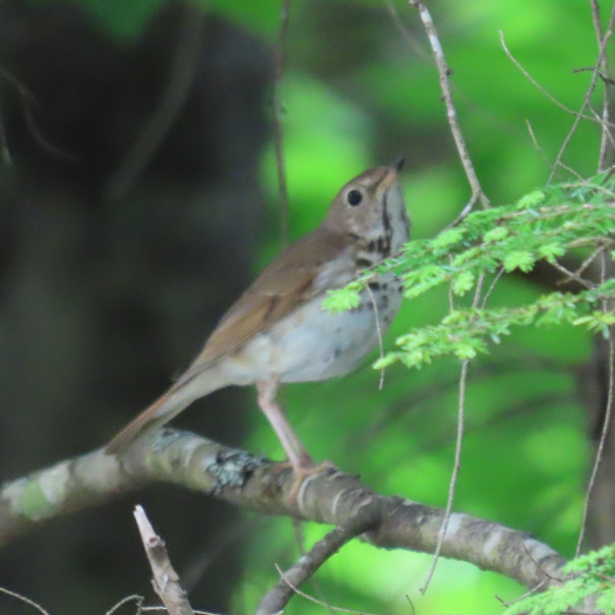 Hermit Thrush - ML620307073