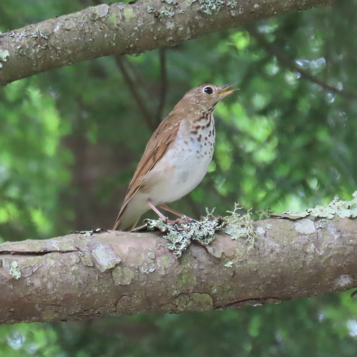 Hermit Thrush - ML620307076