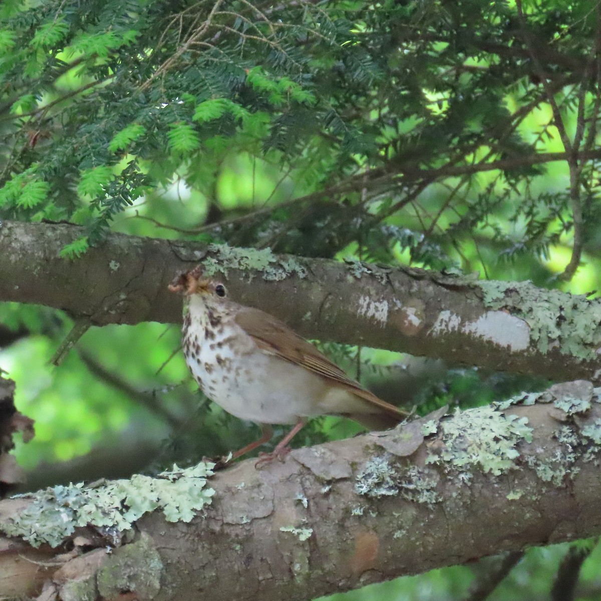 Hermit Thrush - ML620307077