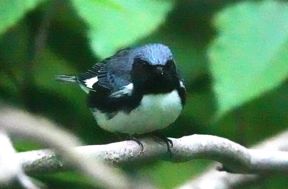 Black-throated Blue Warbler - ML620307081