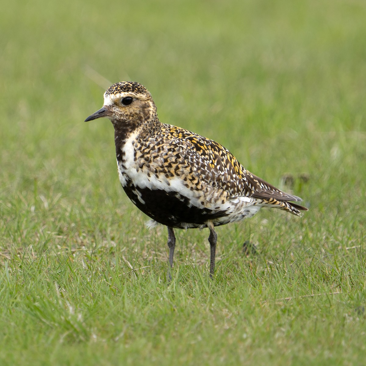 European Golden-Plover - ML620307085