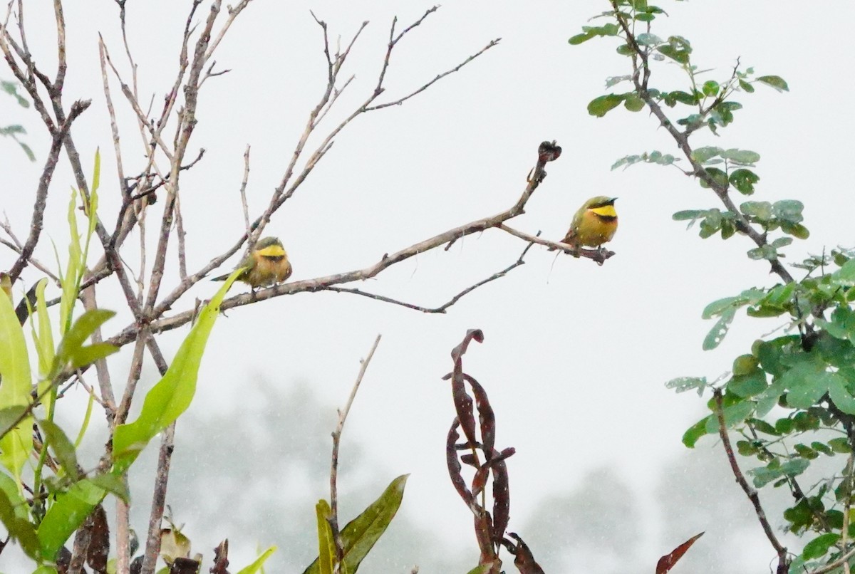 Little Bee-eater - ML620307088