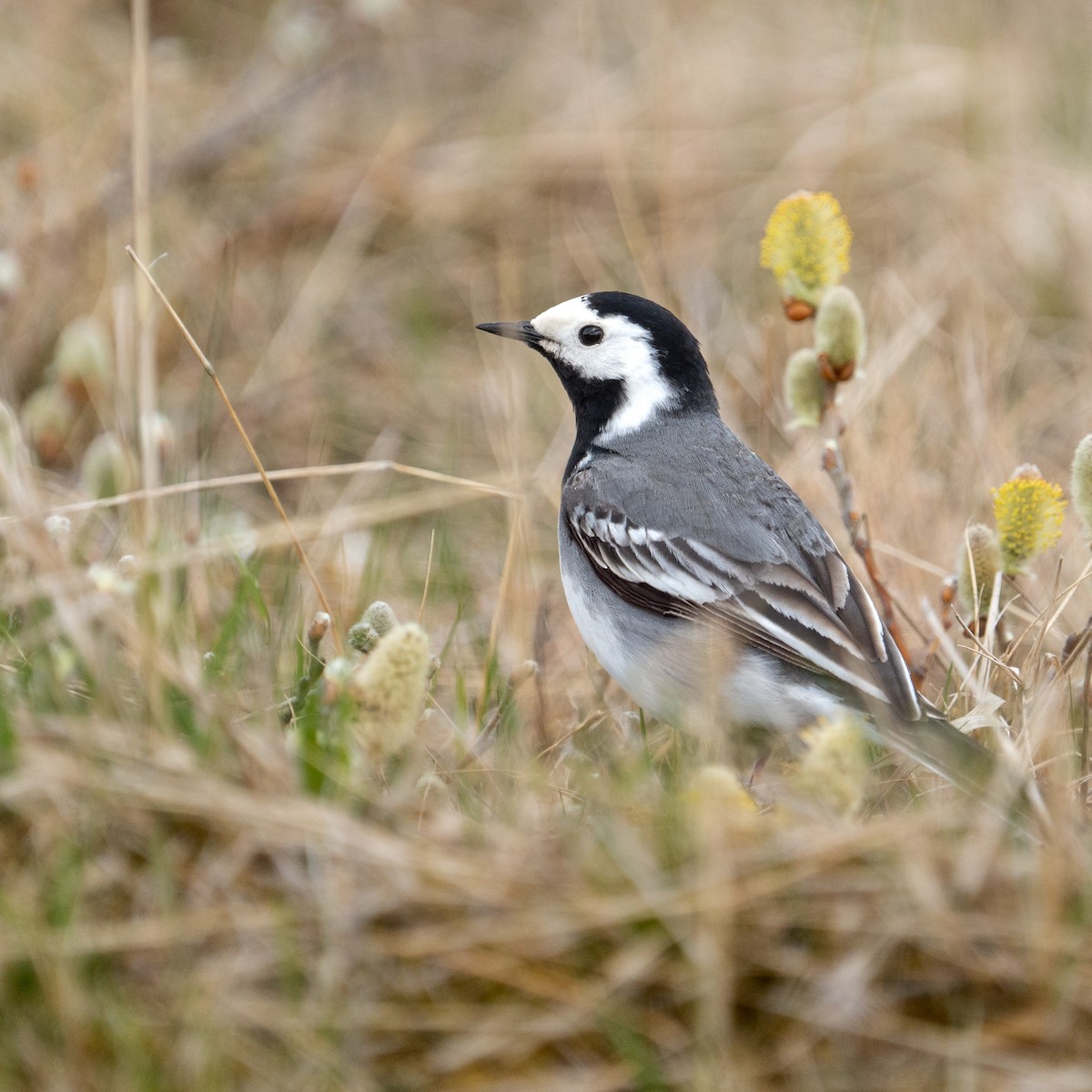 White Wagtail - ML620307097