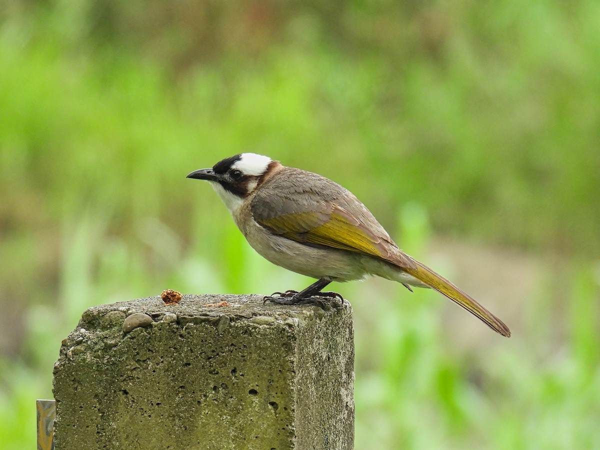 Light-vented Bulbul - ML620307106