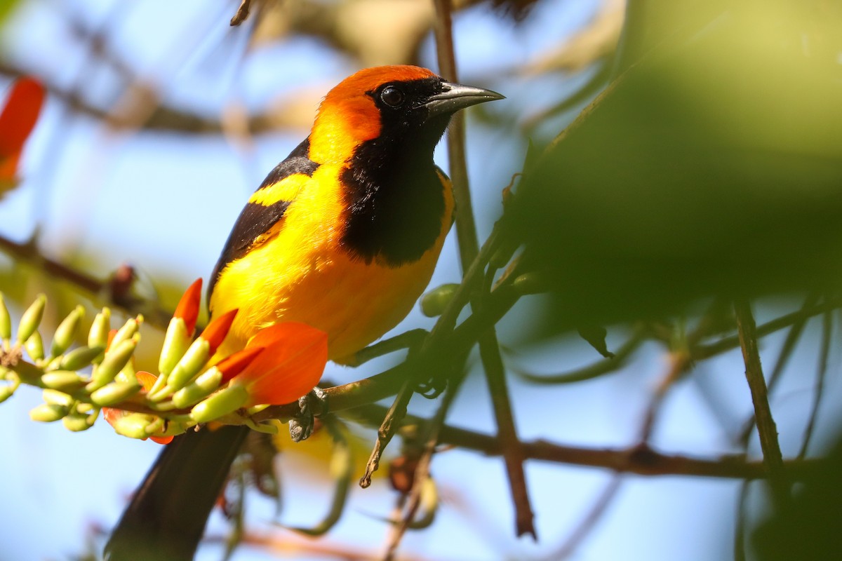 Orange-crowned Oriole - ML620307117