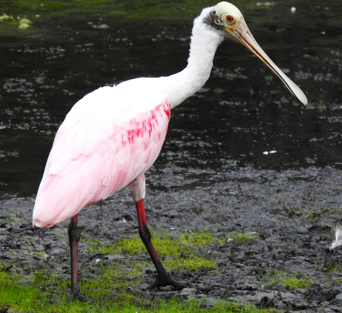 Roseate Spoonbill - ML620307119