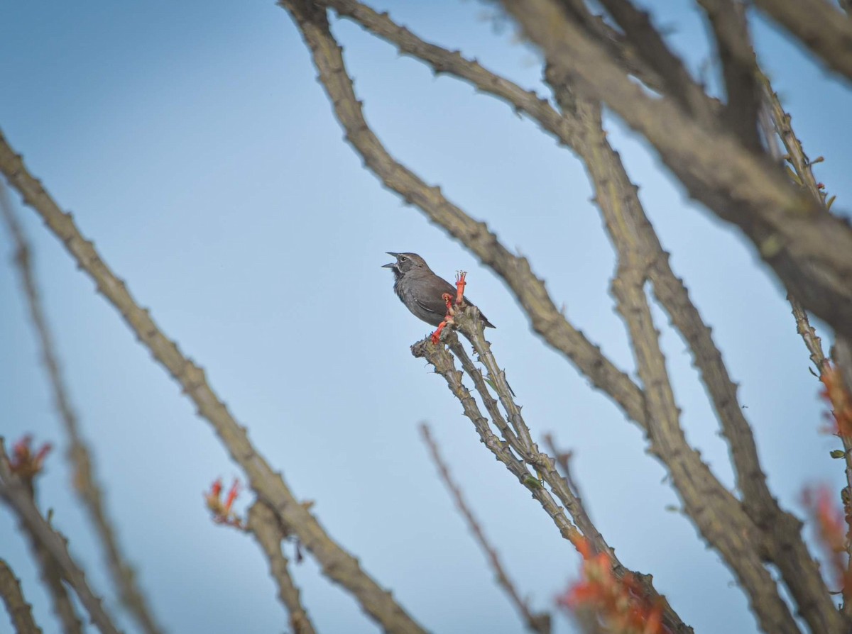 Five-striped Sparrow - ML620307120