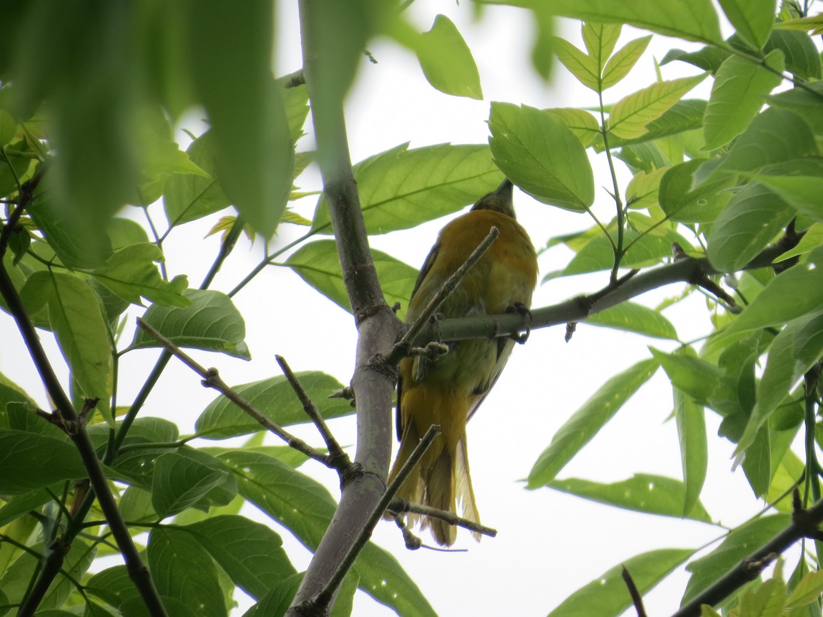 Baltimore Oriole - ML620307121