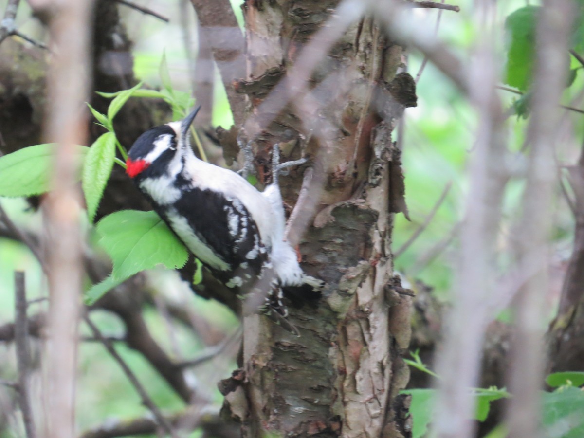 Downy Woodpecker - ML620307126