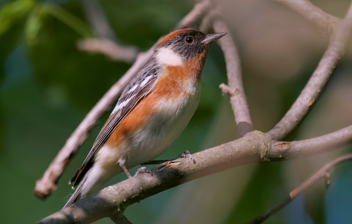 Bay-breasted Warbler - ML620307127
