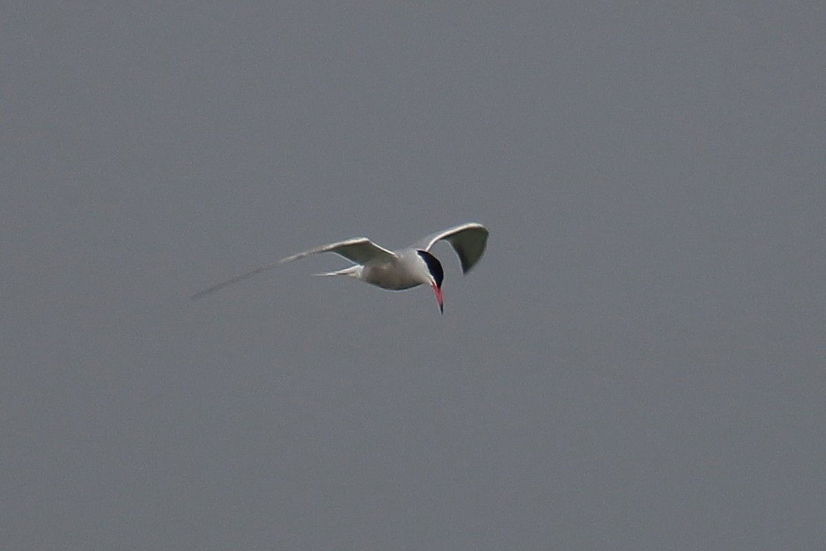 Common Tern - ML620307128